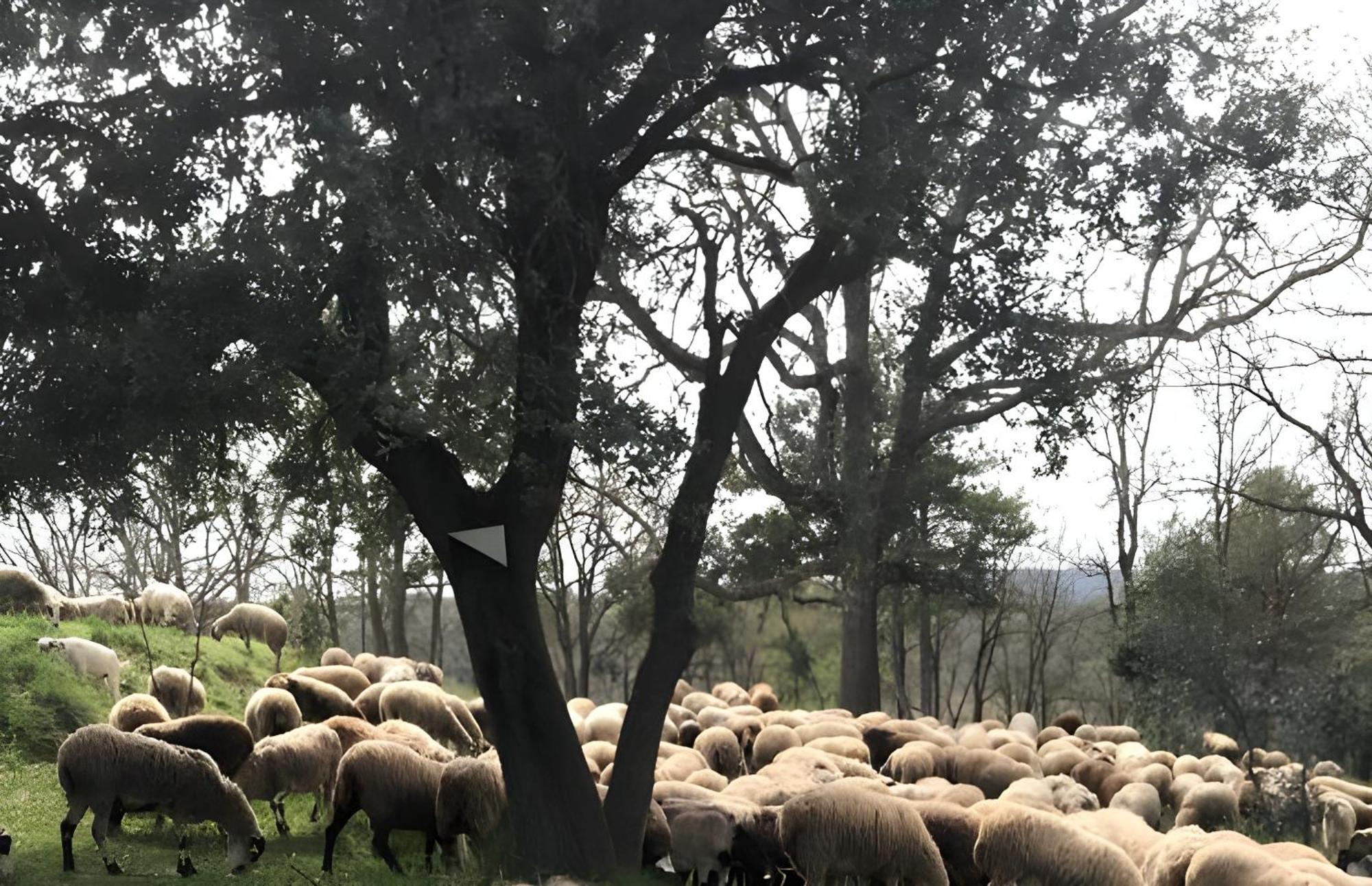 Allotjament Rural ソルソナ エクステリア 写真